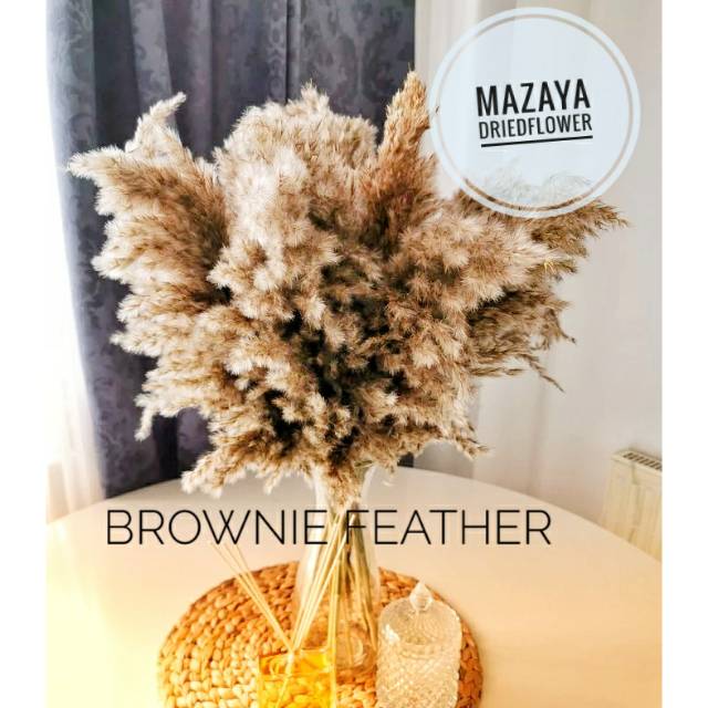 Brownie feather pampas - pampas - pampas bulu halus