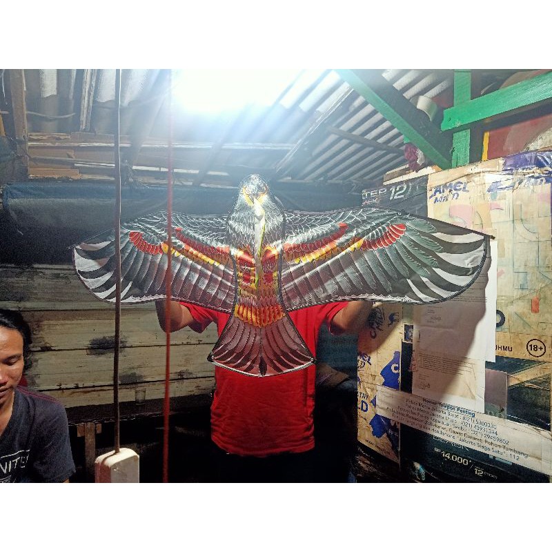 480+ Gambar Burung Elang Merah Terbaik