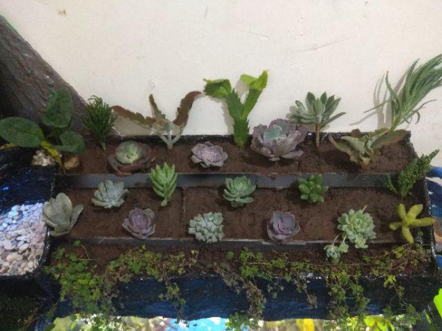 Paket Hemat Tanaman Hias Sukulen Kaktus Isi 5pcs Bisa Indoor Outdoor