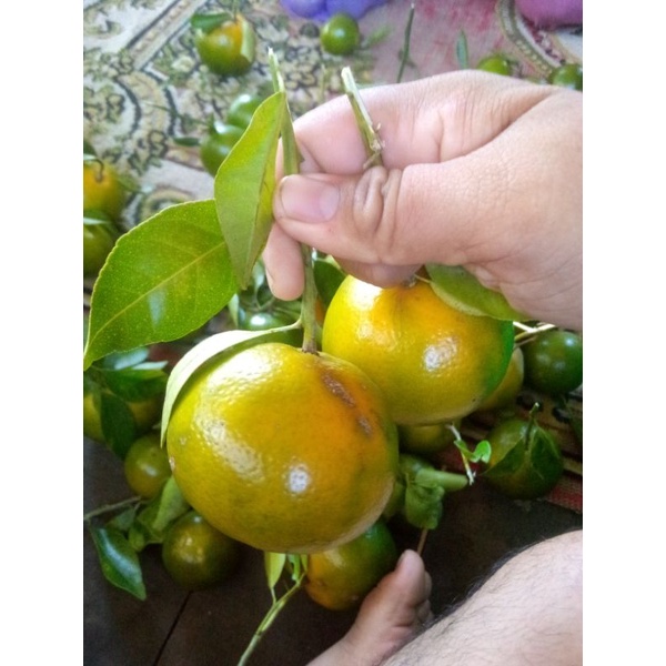 

jeruk Siam Marabahan