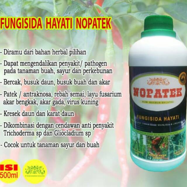 NOPATEK Fungisida Hayati Obat Layu Fusarium pada Cabe, Obat Organik Hama Fusarium Cabai Paling Ampuh