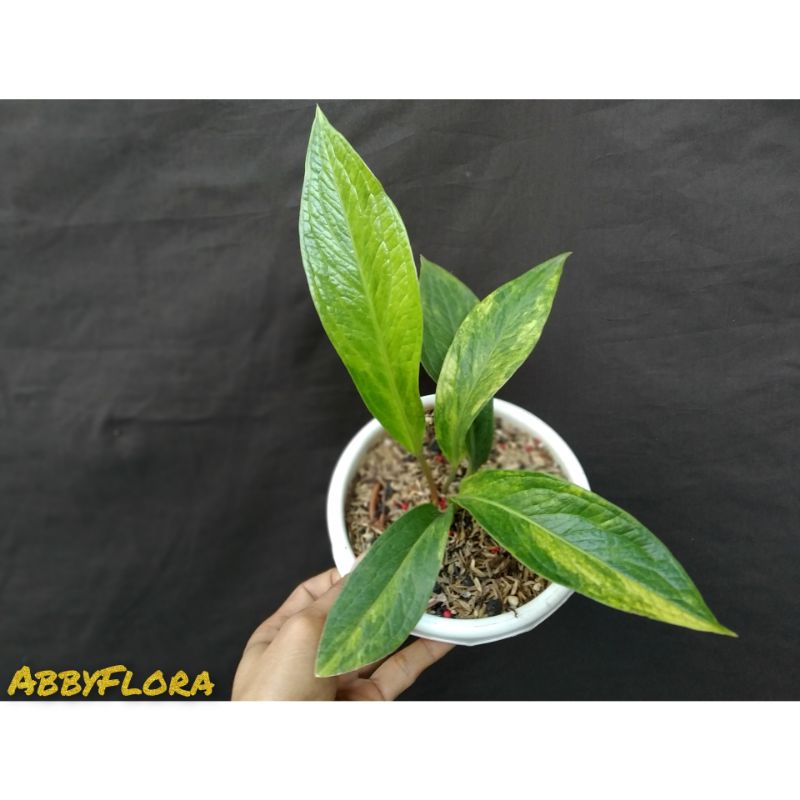 Anthurium Jemanii tanduk variegata  - jemani tanduk ekonomis