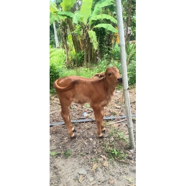 

es batu