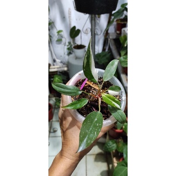 Philodendron Anderson