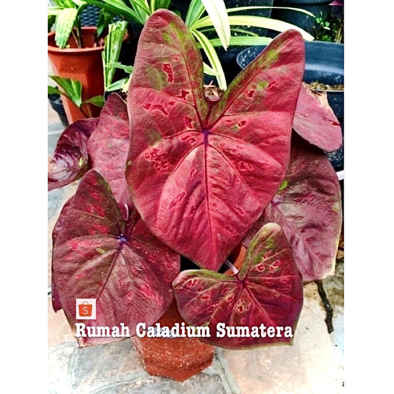 BibCaladium thailand Krittaya,Keladi hias,caladium murah ,keladi thailand