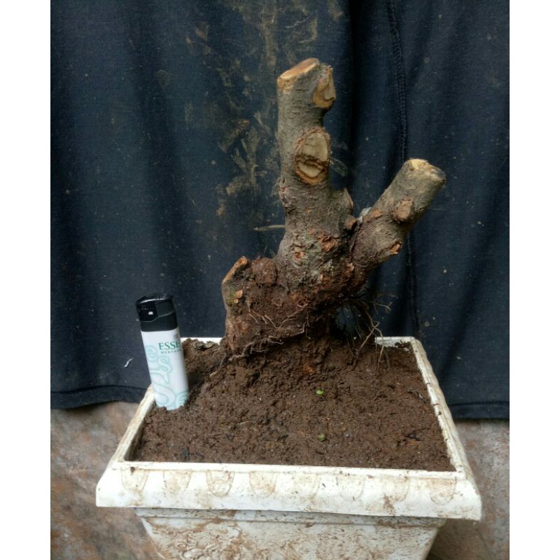 bahan bonsai santigi gunung bogel bonggol besar