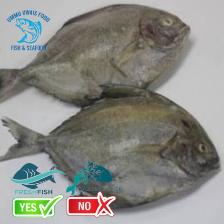 

Ikan Bawal Laut Segar - 1 Kilogram
