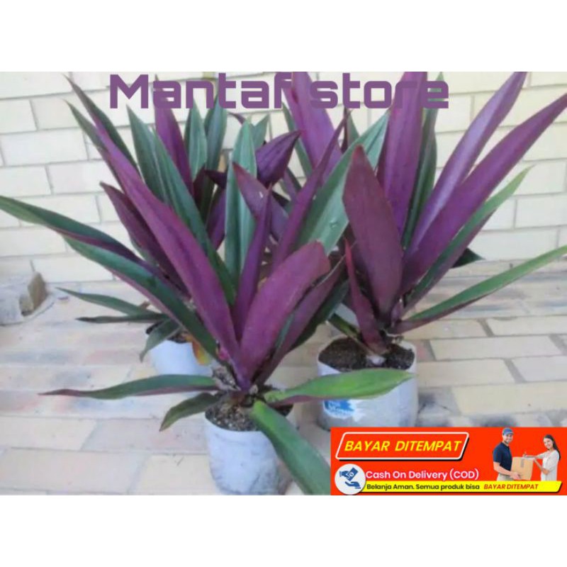 TANAMAN HIAS Bunga adam hawa daun besar super -hijau ungu-organik