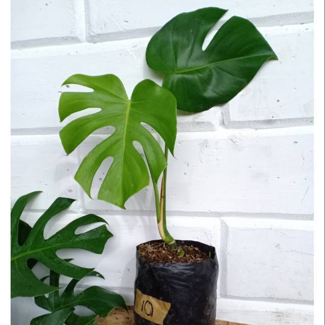 Bibit Monstera Deliciosa Monstera Ijo Shopee Indonesia