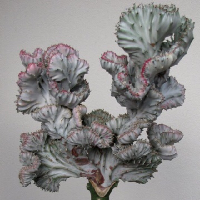kaktus euphorbia lactea ghost white