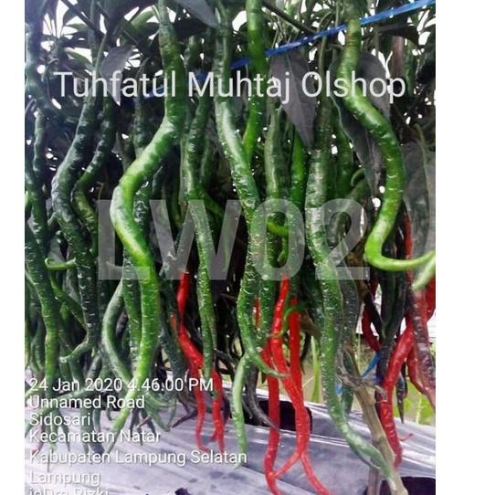 Paling Diminati.. Benih Inbrida Cabe Merah Keriting LW 02 (bisa COD) Reseller Resmi AI Seed (Produse