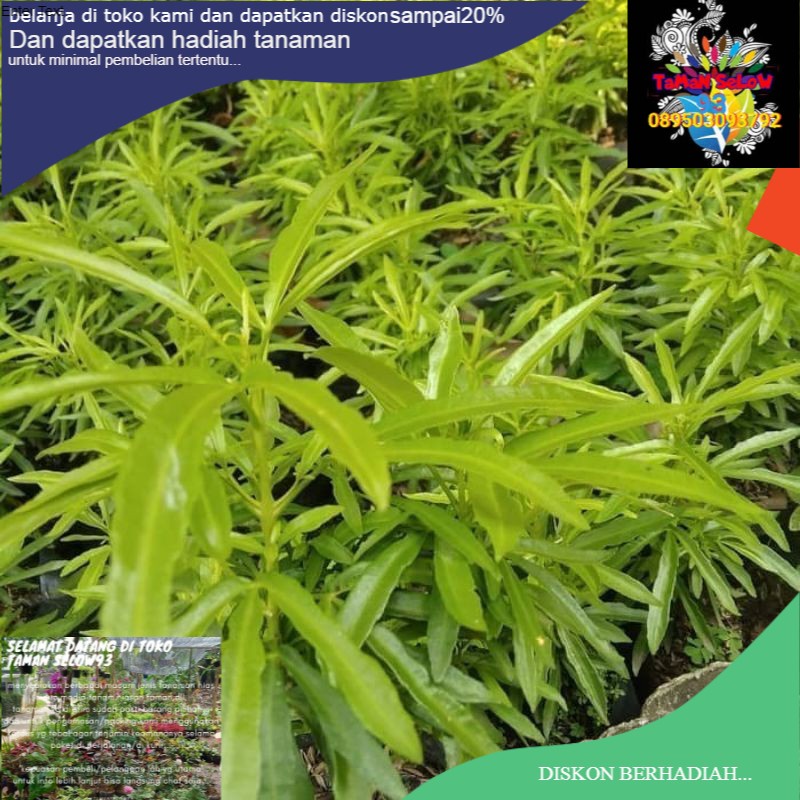 Paket 5 tanaman zodiak(tanaman pengusir nyamuk)