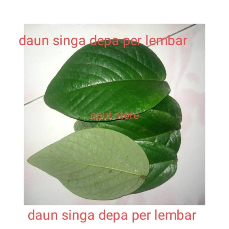 

daun singa depa per lembar fresh