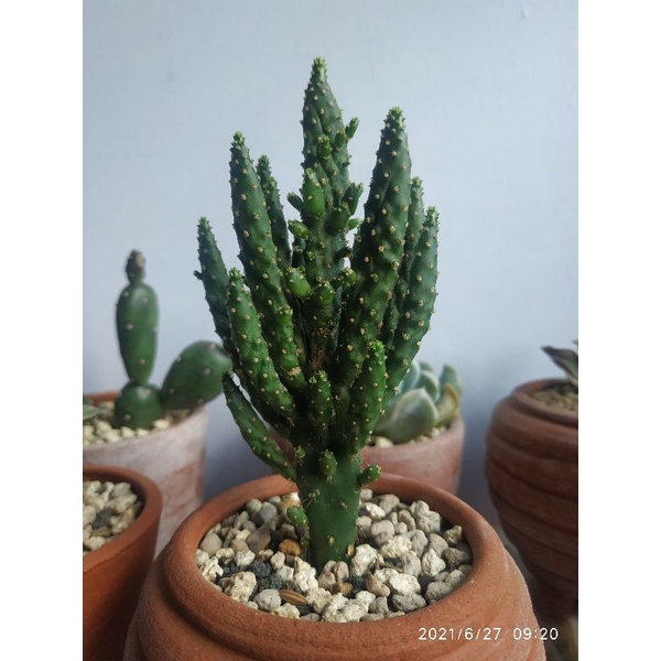 opuntia tuna monstruosa