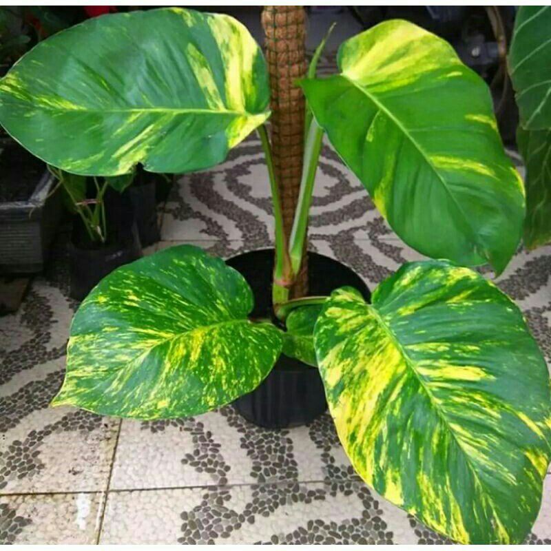 Tanaman hias Sirih Gading Jumbo-Pohon Sirih gading jumbo
