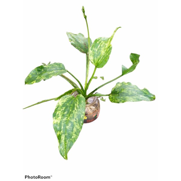 MELATI AIR VARIGATA. TANAMAN HIAS. TANAMAN AIR. ENCHINODORUS MARBLE QUEEN