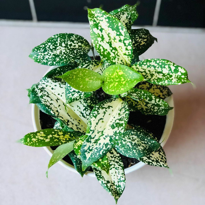 tanaman hias dracena florida - DRACENA FLORIDA - tanaman indoor