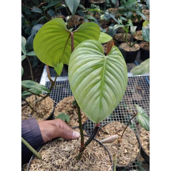 philodendron sodiroi