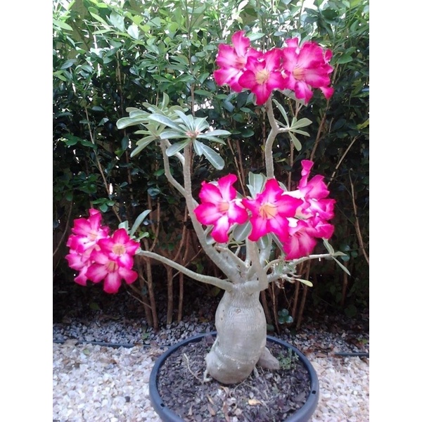 Bibit bunga Kamboja Jepang/Adenium/Adenium Bunga Tumpuk-Bonsai-(Tanaman Hidup-Bunga HIdup Murah)'