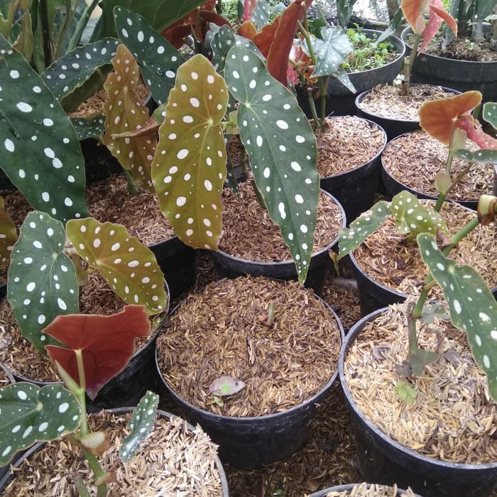 tanaman hias begonia polkadot-pulkadot-Tanaman bunga begonia polkadot angel wing