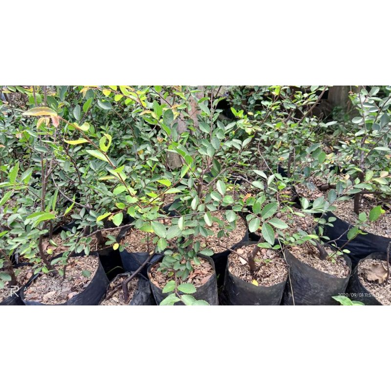 Bahan Bonsai Ulmus Micro