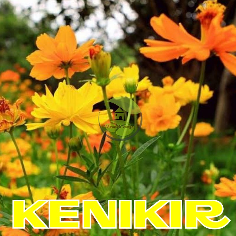 Benih Bibit Bunga Tanaman Hias Benih Bunga Unggul-kenikir kuning