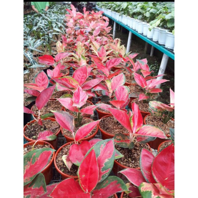 tanaman hias aglonema suksom / aglonema suksom