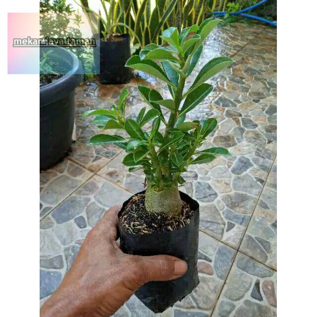 BONSAI ADENIUM ARABICUM-bibit tanaman bonsai adenium arabicum