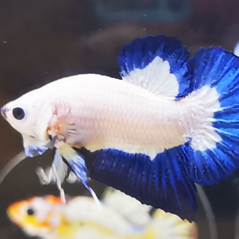 Cupang Blue Rim Clean Body Top Grade