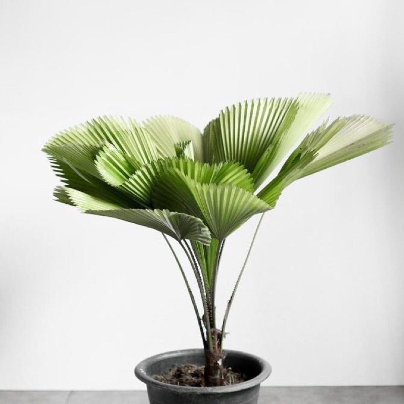Tanaman Hias Indoor - Pohon Palem Kipas Lady Palm (Rhapis Excelsa) Terbaru