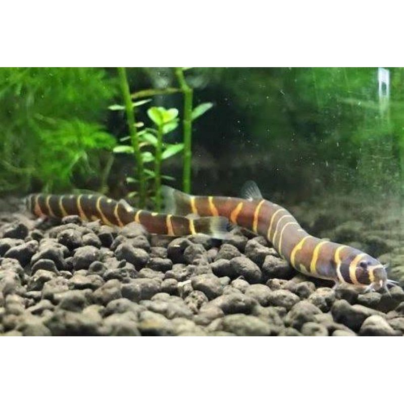 

ikan korilot