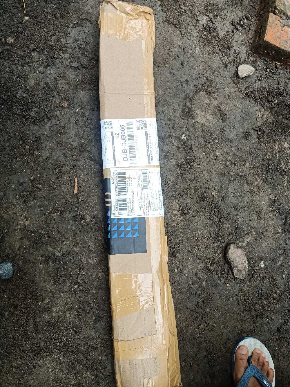 Beli 2 Gratis 1 Bibit Buah Jeruk Santang Madu Super