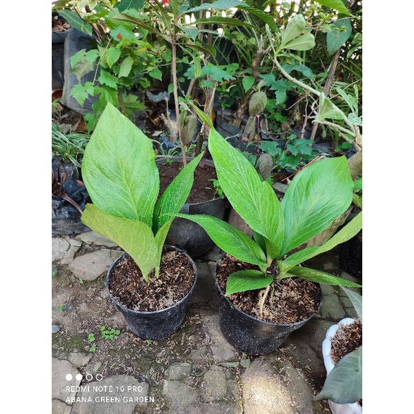 Anthurium jemani cobra catalog remaja