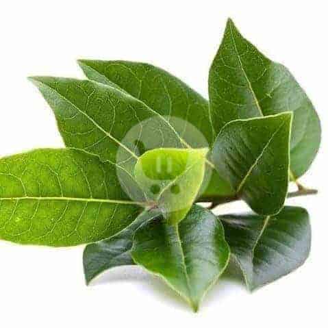 

Daun Salam 250 g