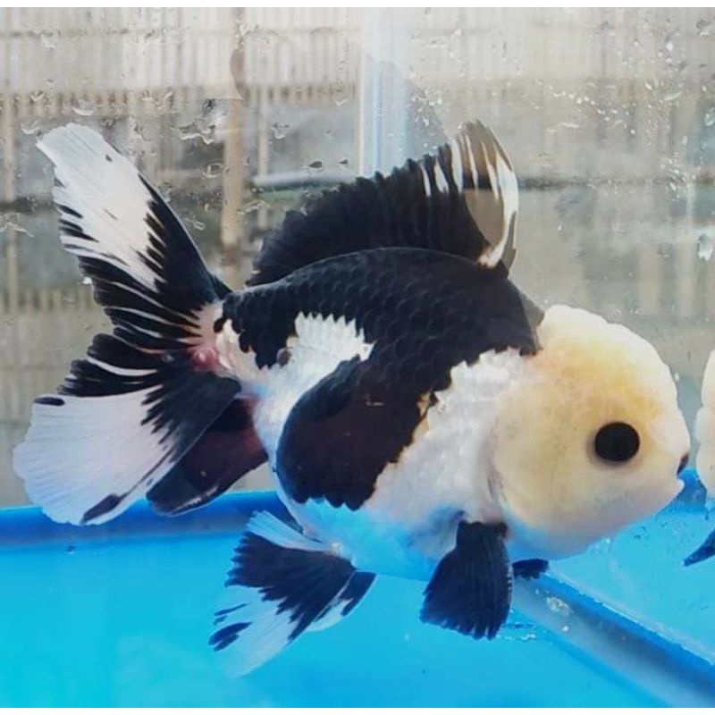 Oranda panda fancy / ikan mas koki oranda panda / ikan hias aquarium