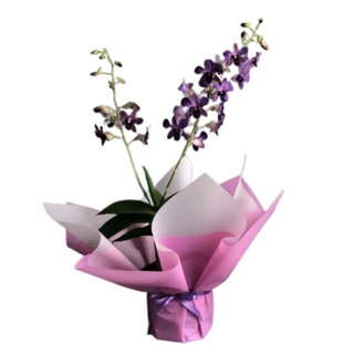 [Flower Bouquet / Hampers Anggrek] Buket BungaTanaman Hias Hidup Anggrek Dendrobium 2 Tanaman