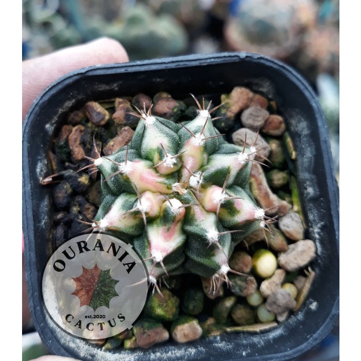 Gymnocalycium Multicolor