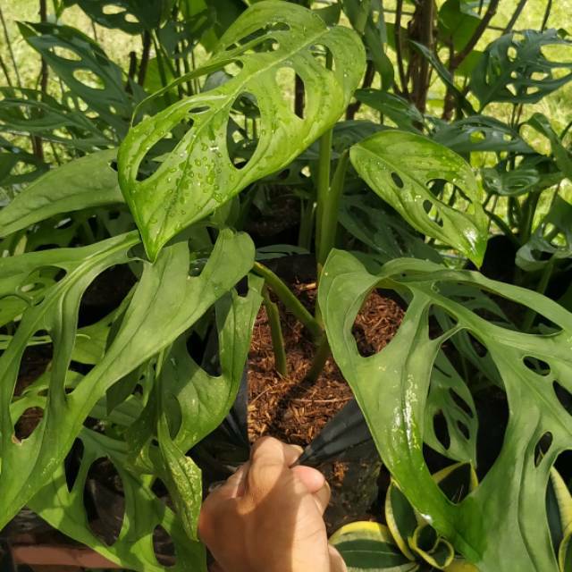 Tanaman Hias Janda Bolong Bibit Tanamana Janda Bolong Daun Besar