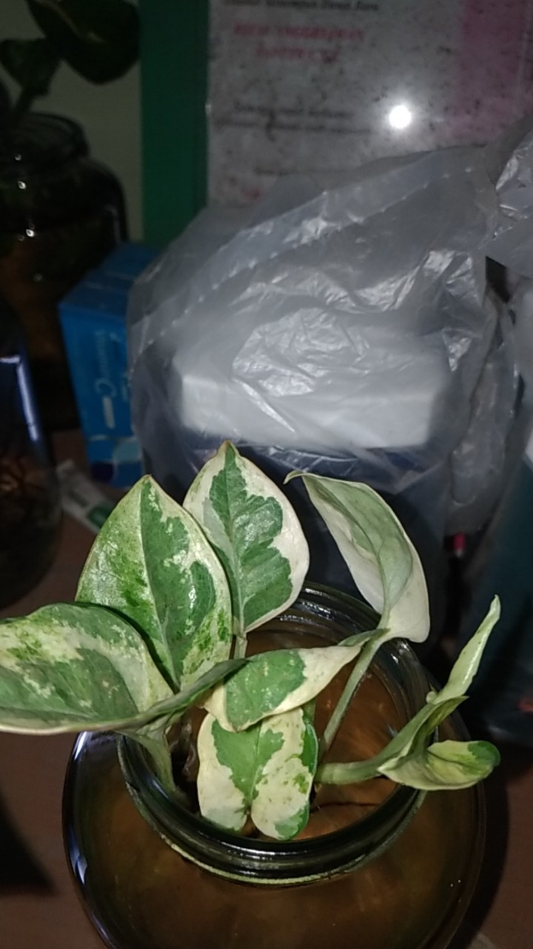 Tanaman Hias Sirih Gading Varigata - Sri Gading Varigata - Epipremnum