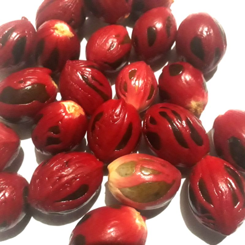 

Buah pala tua 250 gr