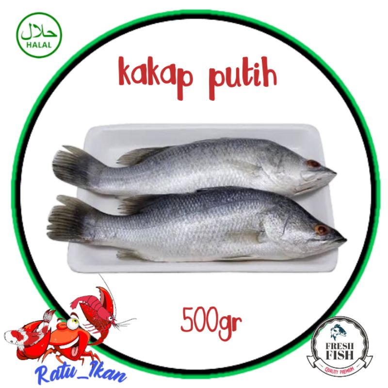 

ikan kakap putih [500gr]