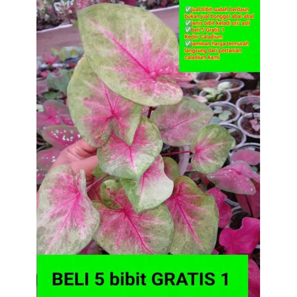 Caladium Thailand murah kode A090bibut anakan