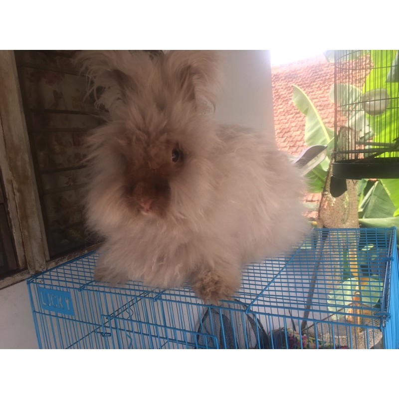 kelinci english anggora Free Kandang 7bulan Betina