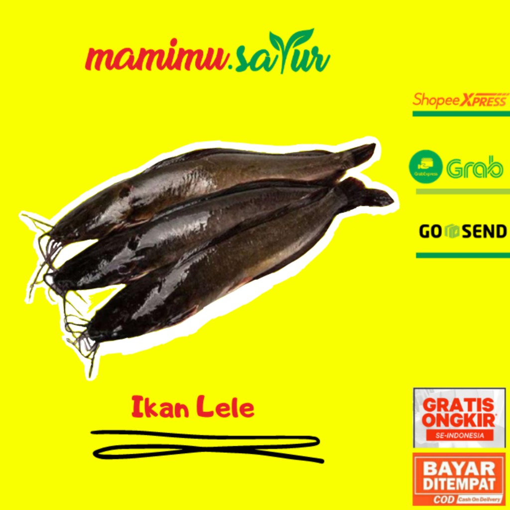 IKAN LELE 1 KG IKAN LELE SEGAR 1 KG LELE 1 KG LELE IKAN 1 KG