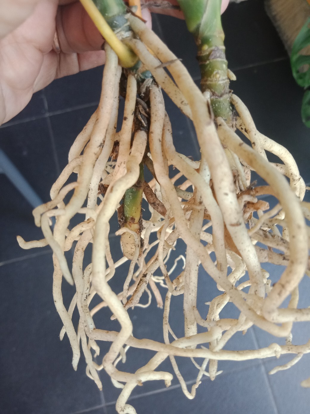 Tanaman Hias/bunga Hias Aglonema Heng Heng Indukan