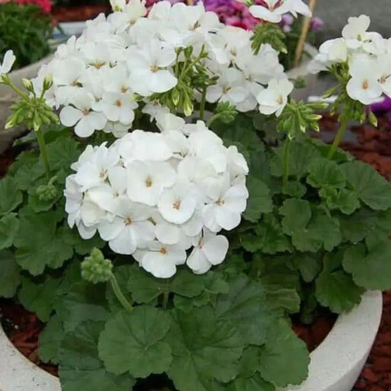 Tanaman Hias Geranium Putih/Tanaman Hias Bunga Gantung Geranium Putih
