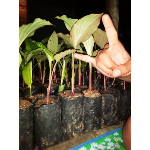 Bibit kunyit hitam / kaempferia parviflora