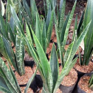 tanaman hias sansevieria cylindrica