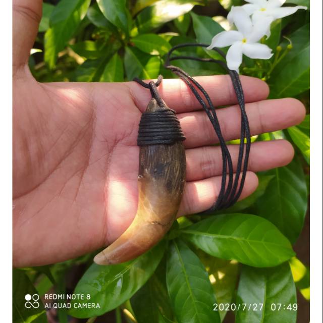 Kalung bandul taring bahan batu fosil