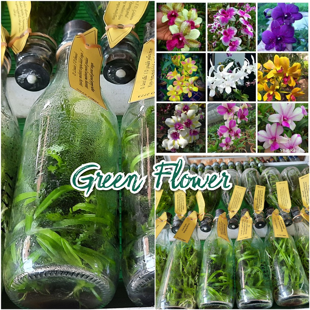 Bibit Anggrek Dendrobium dalam Botol